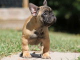 Un chiot Bouledogue Fran&ccedil;ais LOF &agrave; la vente