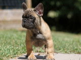 Un chiot Bouledogue Fran&ccedil;ais LOF &agrave; la vente
