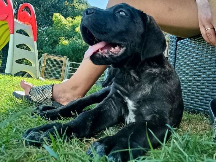 Chiot Cane Corso LOF disponible à l’achat