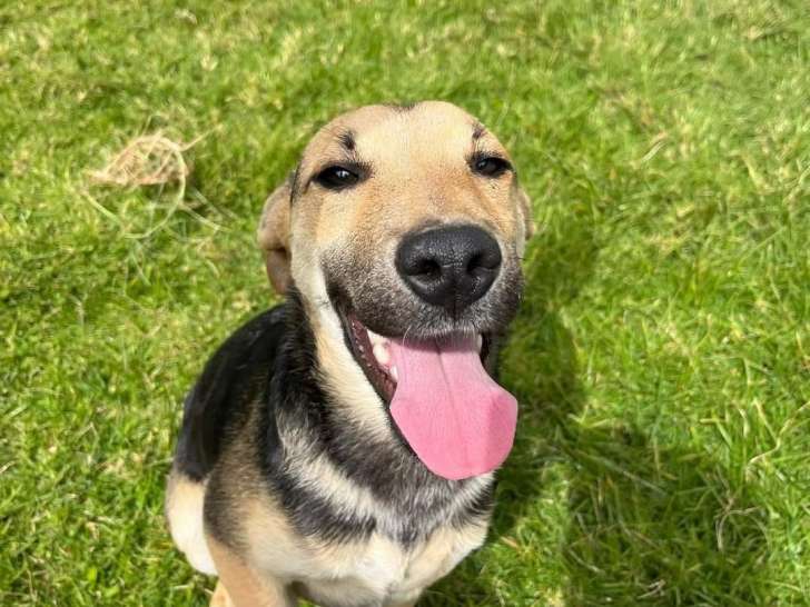 Chiot mâle à adopter