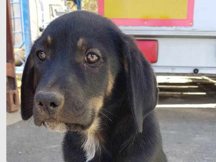 Chiot mâle à adopter