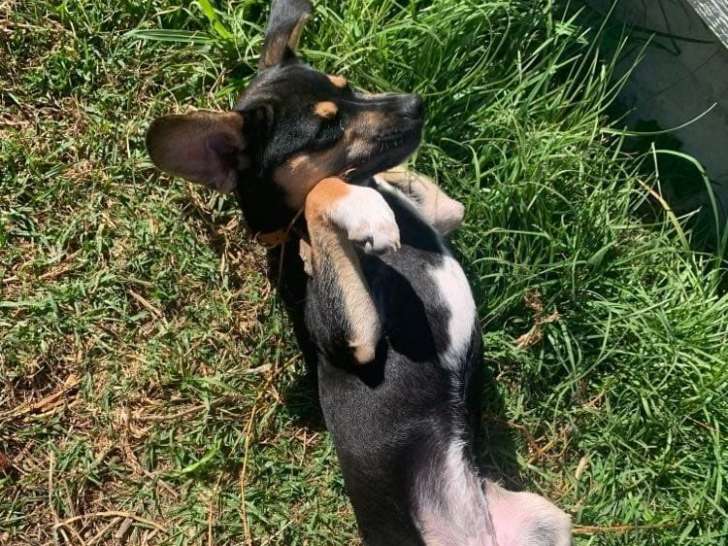 Chiot femelle à donner