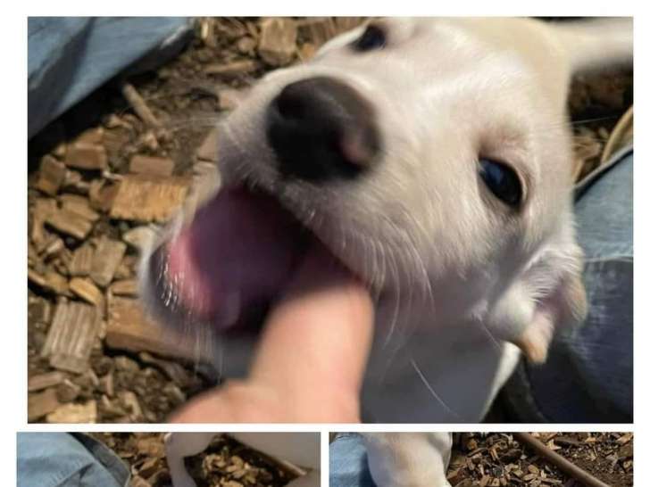 Chiot de type Labrador Retriever mâle à donner
