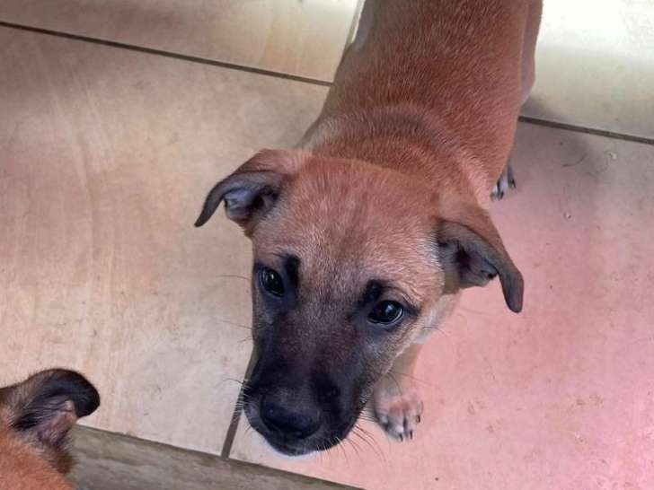 Chiot de type Labrador Retriever mâle à donner