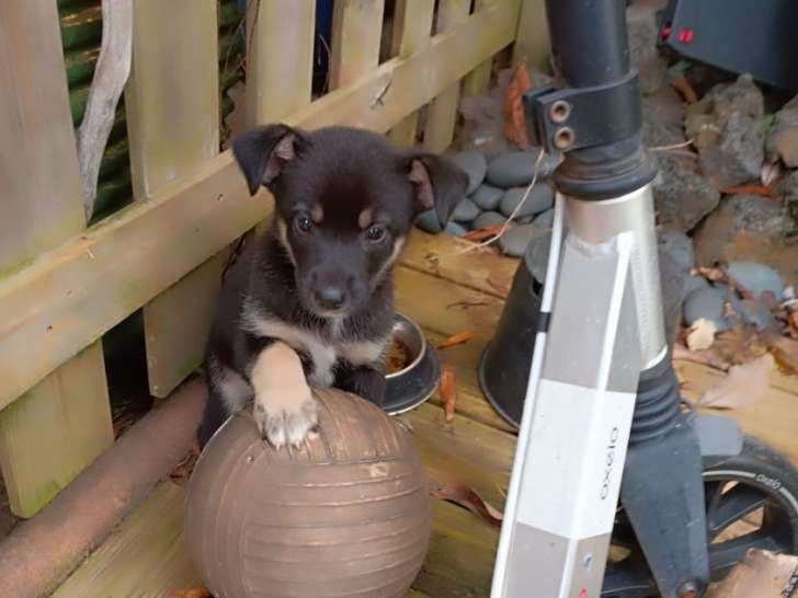 Chiot femelle à adopter