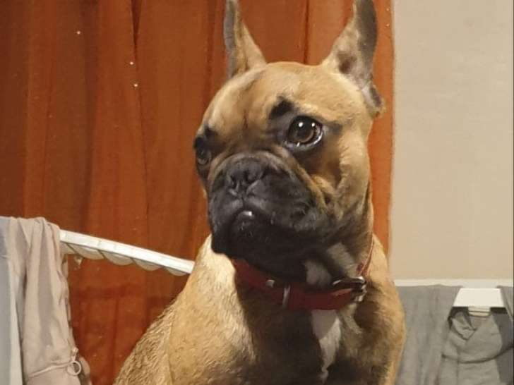 Chien adulte de race Bouledogue Français Mâle à donner