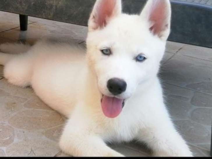 Chiots Husky de Sibérie à vendre