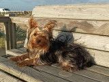 Taz à la plage