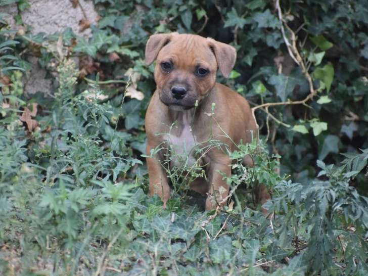 Deux chiots mâles Staffies LOF, de juillet 2023, à vendre