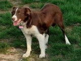 Une chienne Border Collie LOF, d'octobre 2021, à vendre