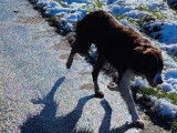 Une chienne Border Collie LOF, d'octobre 2021, à vendre