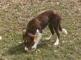 Une chienne Border Collie LOF, d'octobre 2021, à vendre