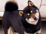 6 chiots Shiba LOF disponible à la réservation