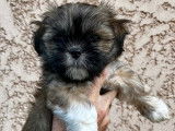Femelles Lhassa Apso LOF à vendre