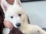 Un chiot femelle Berger Blanc Suisse LOF, de juin 2023, à vendre