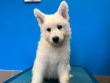 Un chiot femelle Berger Blanc Suisse LOF, de juin 2023, à vendre