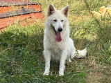 Un chiot femelle Berger Blanc Suisse LOF, de juin 2023, à vendre