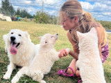 Un chiot femelle Berger Blanc Suisse LOF, de juin 2023, à vendre