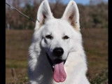 Un chiot femelle Berger Blanc Suisse LOF, de juin 2023, à vendre