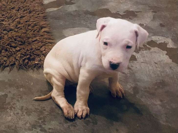 11 chiots Dogues Argentins LOF, d'août 2023, à réserver