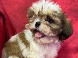 6 chiots Shih Tzu LOF, &agrave; vendre