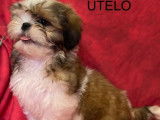 6 chiots Shih Tzu LOF, &agrave; vendre
