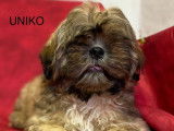 6 chiots Shih Tzu LOF, &agrave; vendre