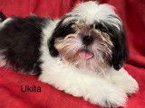 6 chiots Shih Tzu LOF, &agrave; vendre