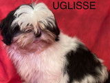 6 chiots Shih Tzu LOF, &agrave; vendre