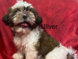 6 chiots Shih Tzu LOF, &agrave; vendre