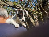 Un chiot Jack Russell LOF, de juillet 2023, à réserver
