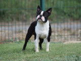 Chien Boston Terrier LOF disponible pour saillie