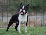 Chien Boston Terrier LOF disponible pour saillie