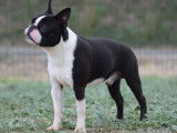 Chien Boston Terrier LOF disponible pour saillie