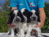 Chiots Cockers Anglais LOF à vendre
