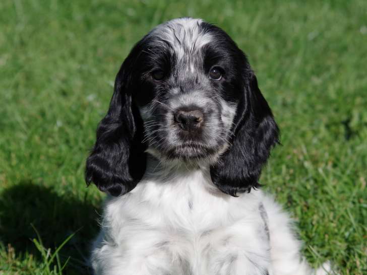 Chiots Cockers Anglais LOF à vendre