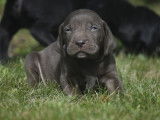 Chiots Braque de Weimar croisés Braque Allemand à vendre