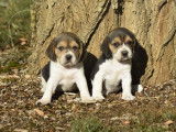 femelles beagle