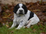 Chiots Epagneul breton