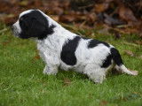 Chiots Epagneul breton