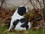Chiots Epagneul breton