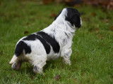 Chiots Epagneul breton