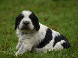 Chiots Epagneul breton