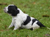 Chiots Epagneul breton