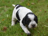 Chiots Epagneul breton
