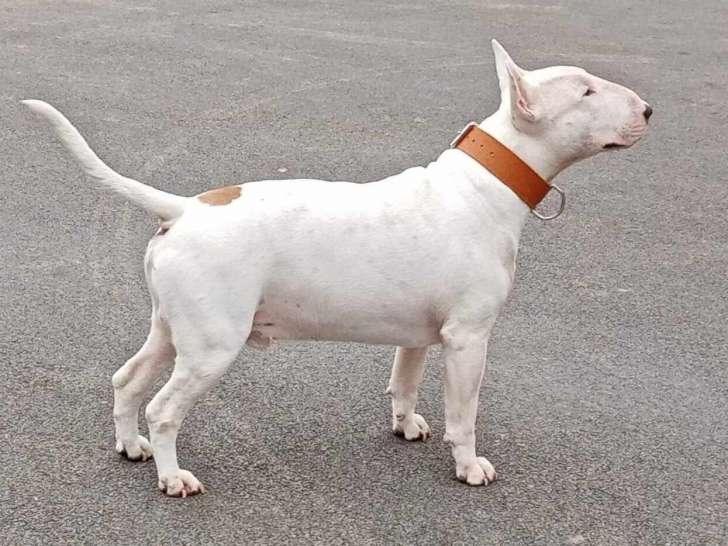 Mâle Bull Terrier disponible pour saillie