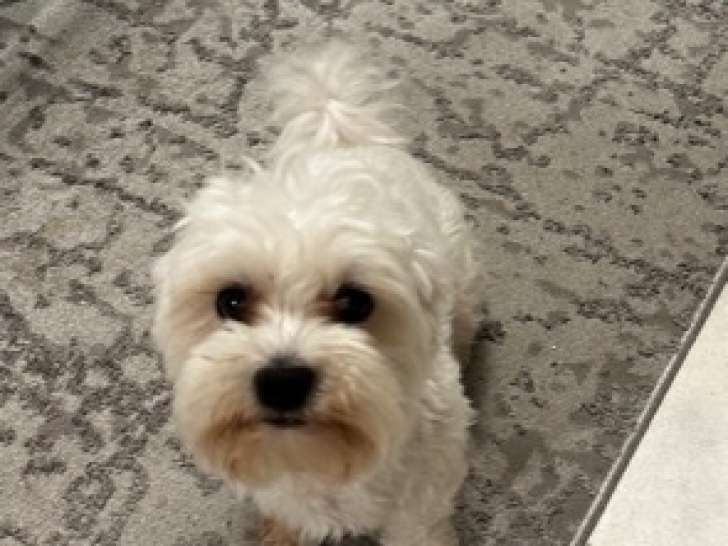 Bichon maltais à donner