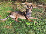Chiot Malinois &agrave; vendre