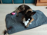 Chiot Malinois &agrave; vendre