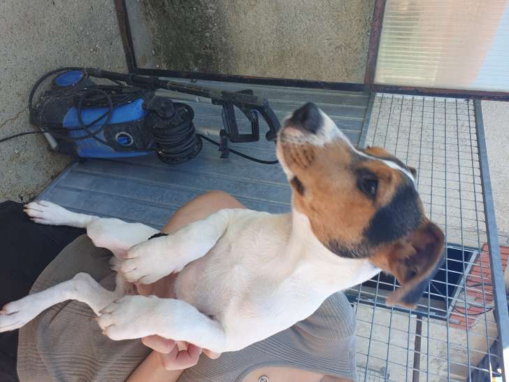 Jack Russel de 6 mois à donner